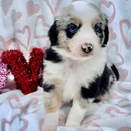 Blue collar - Blue merle male Miniature Australian Shepherd puppy in 32046, Florida from River Hill Ranch