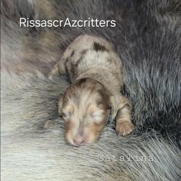 Catalina - Chocolate and cream female Dachshund puppy in Canton, Ohio from Rissas CrAz Critters