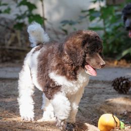 Poodle Puppies from Mystic Moon Poodles