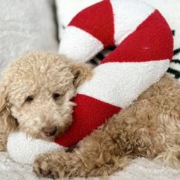 Cavapoo and Poodle All Grown Up from Sleeping Bear Kennels