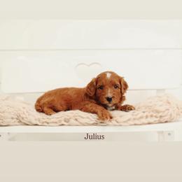 Julius - Red  male Goldendoodle puppy in Rio Linda, California from GoldendoodlePaw