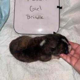 Paseri - Brindle female Japanese Akitainu puppy in Hubert, North Carolina from Miyo Ken