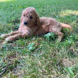 Coffee - Red  female Goldendoodle puppy in Shippensburg, Pennsylvania from Diller Doodle Pups