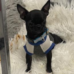 Loki - Chihuahua