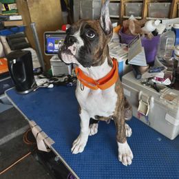 Boxer All Grown Up from Halo Boxers