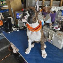 Boxer All Grown Up from Halo Boxers