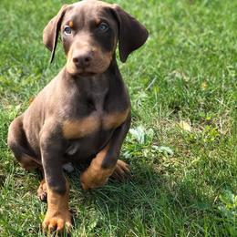 Doberman Pinscher Puppies from Jensen Dobermans