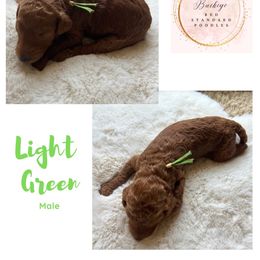 Light Green - Male - Red  male Poodle puppy in Lima, Ohio from Buckeye Red Standard Poodles