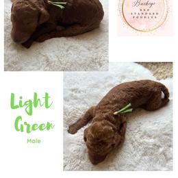 Light Green - Male - Red  male Poodle puppy in Lima, Ohio from Buckeye Red Standard Poodles
