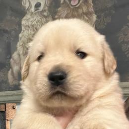Bonnie - Golden female Golden Retriever puppy in Saint Pauls, North Carolina from Copperfield’s Goldens