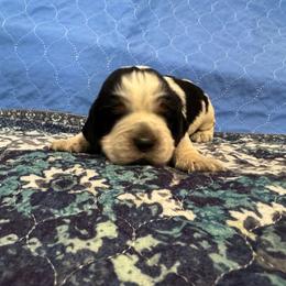 JJ - Black white and tan male English Springer Spaniel puppy in Coeur D'alene, Idaho from Springer Hollow