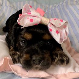 Girl 2 - female Cockapoo puppy in Richton, Mississippi from Magnolia Hill Doodles