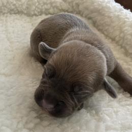 Buttercup - Gray and fawn female Cane Corso puppy in San Isidro, Texas from MTZCC Ranch, LLC