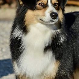 Shiner - Miniature Australian Shepherd