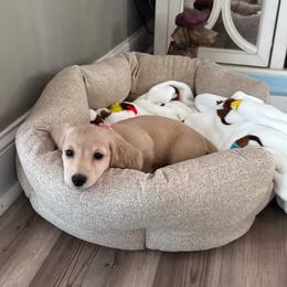 Lady - Dachshund
