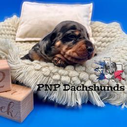 Chuckie - Dapple male Dachshund puppy in Ben Wheeler, Texas from P&P Dachshunds