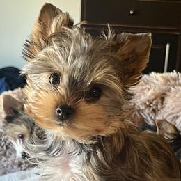 Angel - Yorkshire Terrier