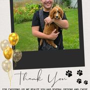 Irish Doodle and Poodle Puppies from Heavenly Poodles