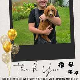 Irish Doodle and Poodle Puppies from Heavenly Poodles