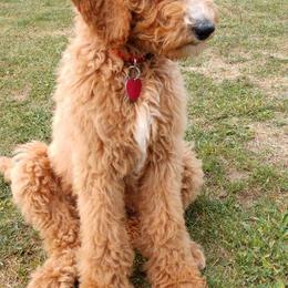Goldendoodle and Golden Retriever All Grown Up from Milligan Valley