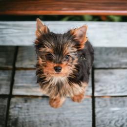 Yorkshire Terrier Puppies from Essence of Grace Yorkies