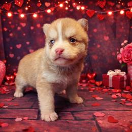 Alice - Wolf sable female Pomsky puppy in Amarillo, Texas from Pom Pom Pomskies