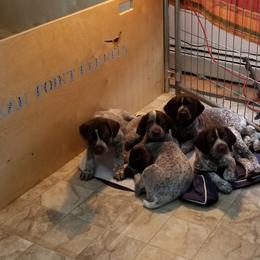 German Shorthaired Pointer Puppies from Ocean Point Kennels