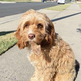 Cavapoo All Grown Up from WW Cavapoos