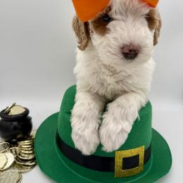Orange - Yellow and white female Bernedoodle puppy in Camden, North Carolina from Luv My Doodle