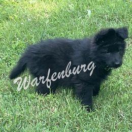 German Shepherd Puppies from Warfenburg