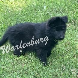 German Shepherd Puppies from Warfenburg