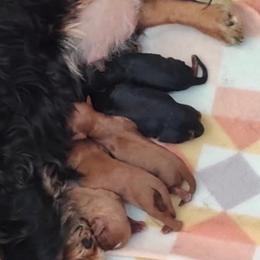 Bertram - Black and tan male Cavalier King Charles Spaniel puppy in Sandstone, Minnesota from Peaceful Garden Cavaliers