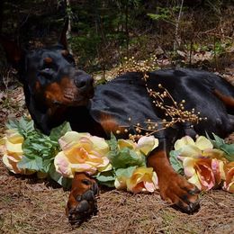 Doberman Pinschers from Rach Haus Dobermanns