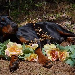 Doberman Pinschers from Rach Haus Dobermanns