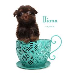 Iliana - Brown female Mi-Ki puppy in Elizabeth, Colorado from Royal T Mi-Kis
