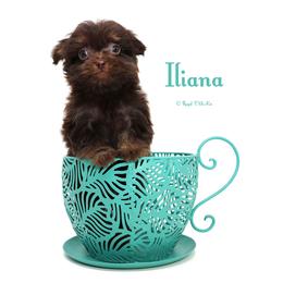 Iliana - Brown female Mi-Ki puppy in Elizabeth, Colorado from Royal T Mi-Kis