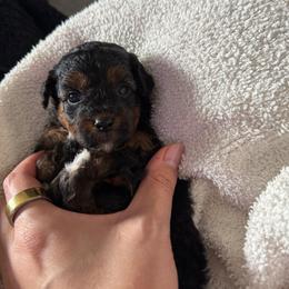 Ben - Phantom male Goldendoodle puppy in Spring Hill, Florida from Parisian Puppies