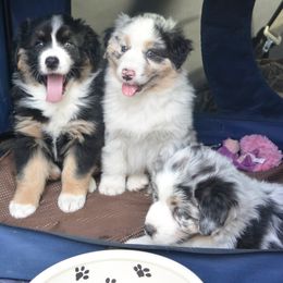 Australian Shepherd Puppies from Highline