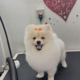 Lily Lilies - Pomeranian