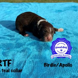 RTF teal collar - Red tri-color female Australian Shepherd puppy in Greenville, Texas from Amandas Aussies