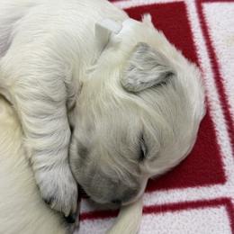 Girl Reservation 2 - Light golden female Golden Retriever puppy in Waterloo, Indiana from All 4 Paws of Pheasant Run