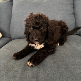 Woodford - Black male Bordoodle puppy in Indianapolis, Indiana from Indiana Bordoodles