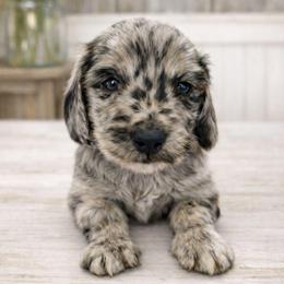 Link - Dapple male Dachshund puppy in Nashville, Tennessee from Farmhouse Sausages - Located in TN delivers all over US including California