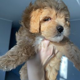 Bernedoodle Puppies from Pearce Pups