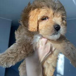Bernedoodle Puppies from Pearce Pups