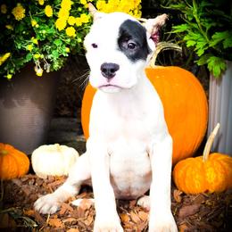 Girl 1 Grace O'Malley - White female Dogo Argentino puppy in San Diego, California from Debonair Dogos