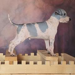 Not Available - White and blue male American Hairless Terrier puppy in Lebanon, Missouri from Hearts Companions
