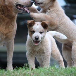 Australian Cattle Dog Puppies from Hollow Log ACDs