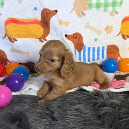 Chocolate based red ee Boy 2 - Red male Dachshund puppy in Austin, Colorado from Colorado Mini Dachshunds