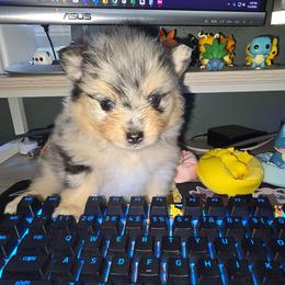 Jessie - Blue merle female Pomeranian puppy in Buckeye, Arizona from BL Poms Heaven